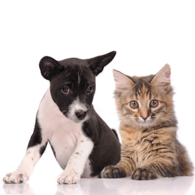 Cat & Dog
