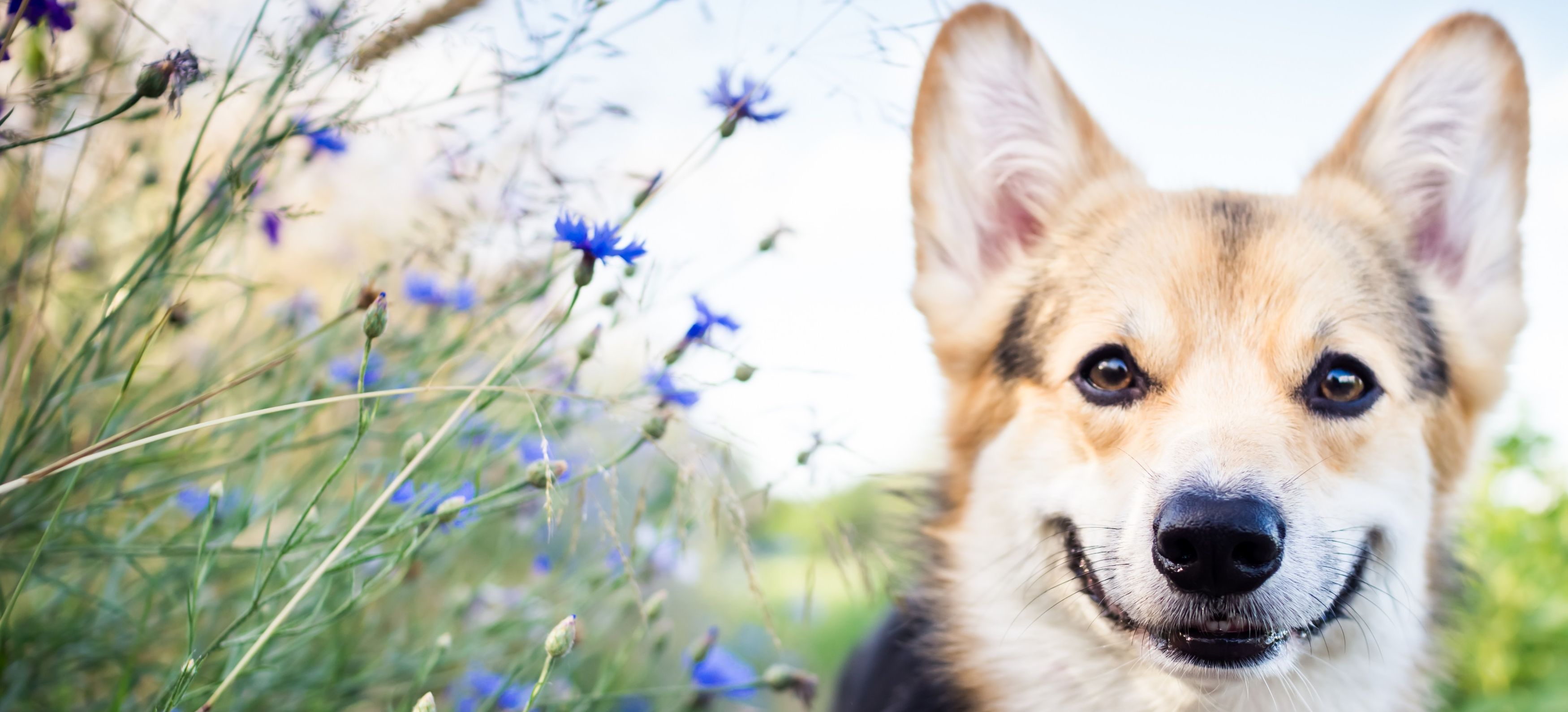Dog in blooming field