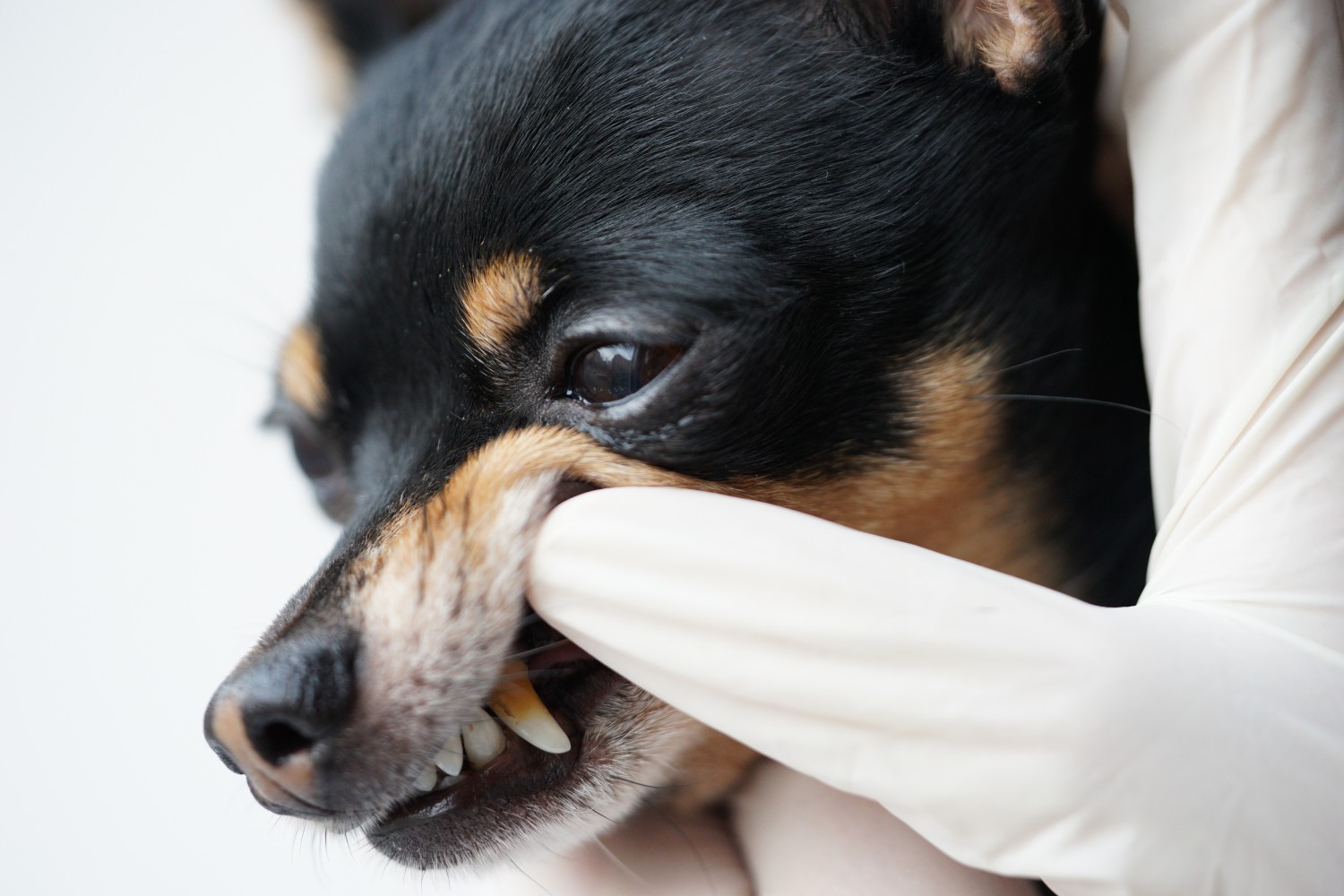 Dental Radiology & Dentistry Services