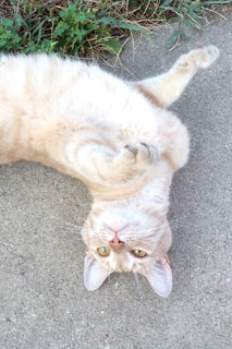 Cat laying on back
