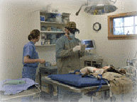 Surgical Suite